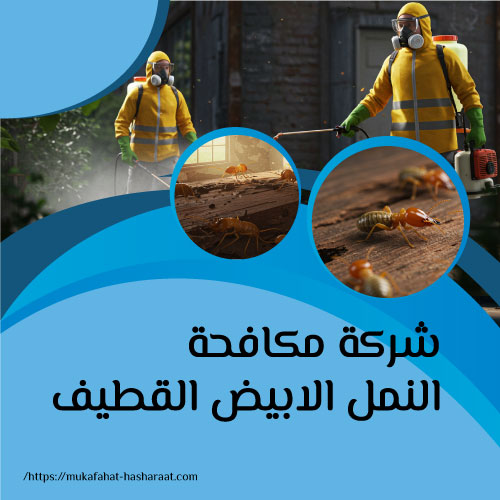 شركة مكافحة النمل الابيض القطيف