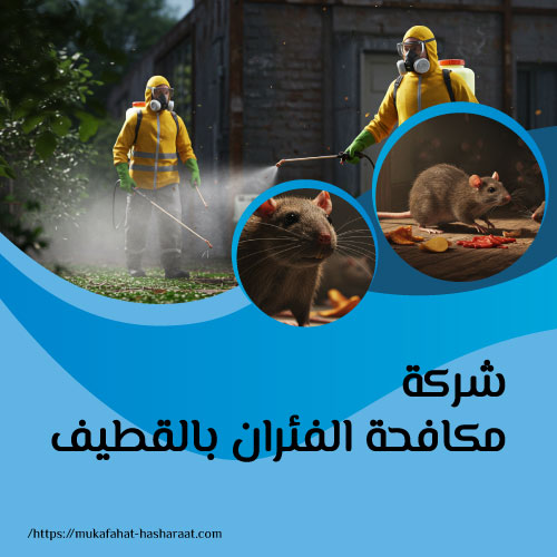 شركة مكافحة الفئران بالقطيف